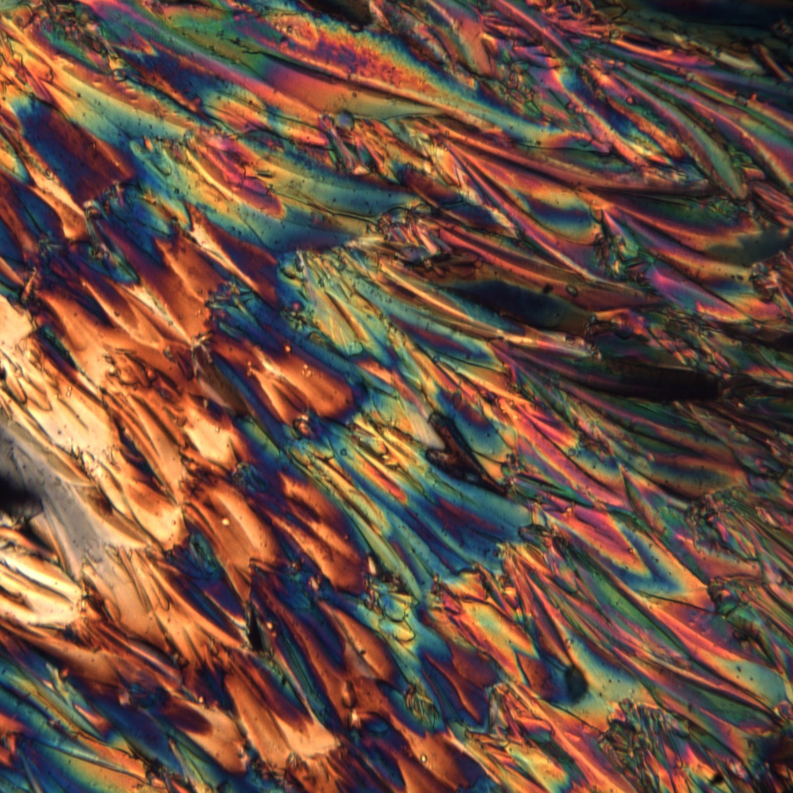 Feathered crystal formation in warm gold and blue tones, cross-polarized light detail