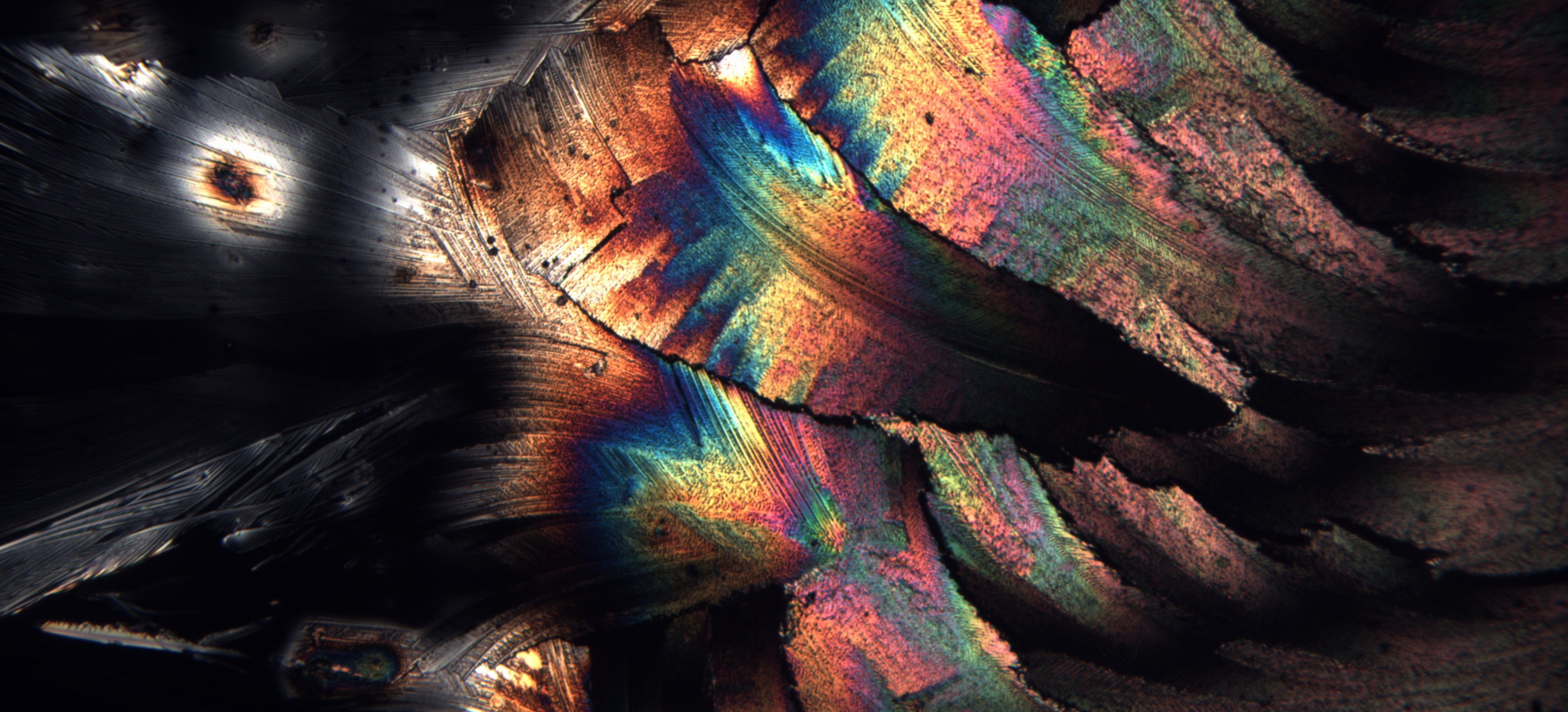 Crystal structure grown from cremated remains, photographed under cross-polarized light